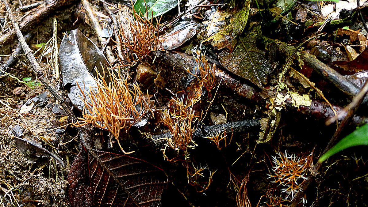 Представитель Семейства Lachnocladiaceae